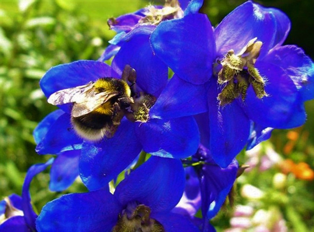 rittersporn bienenpflanze blau und schoen grossaufnahme