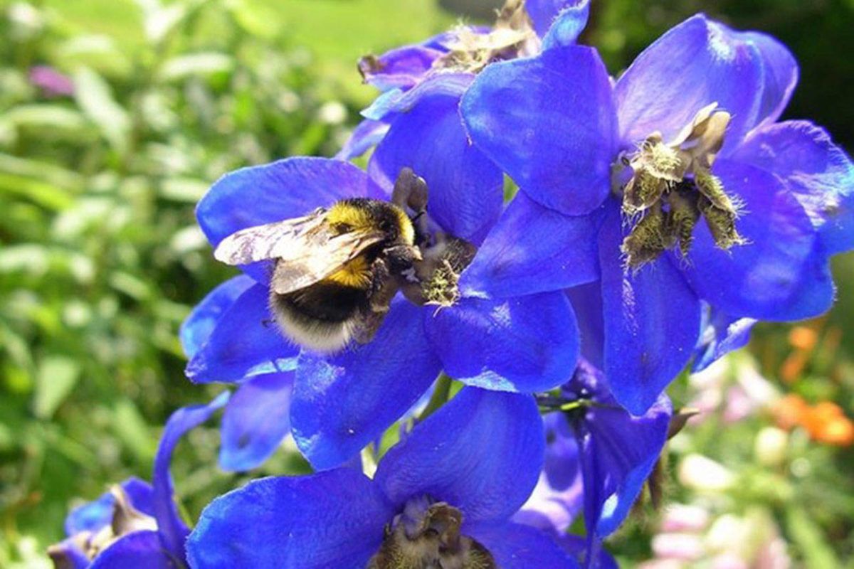 rittersporn bienenpflanze blau und schoen grossaufnahme