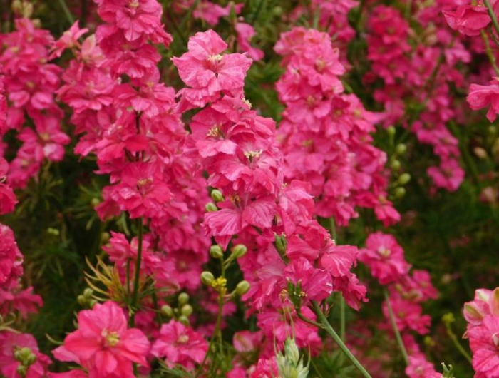 rittersporn blüte rosa garten großaufnahme pflanze