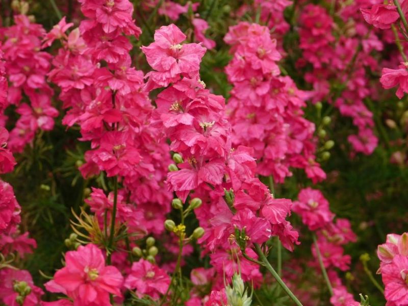 rittersporn blüte rosa garten großaufnahme pflanze