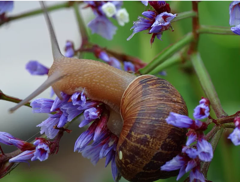 schnecken im garten bekaempfen wie geht es