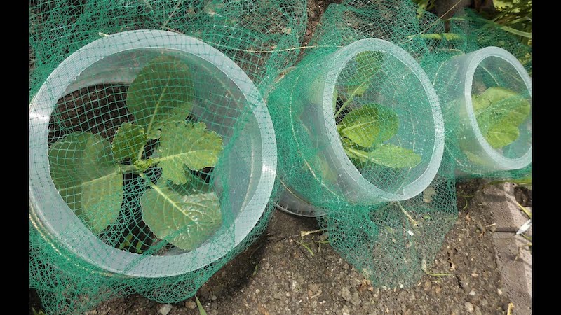 schneckenkragen schutz gegen scnecken im garten