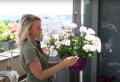 Üppige Blumen den ganzen Sommer über? Wählen Sie Hänge-Geranien für den Balkon!