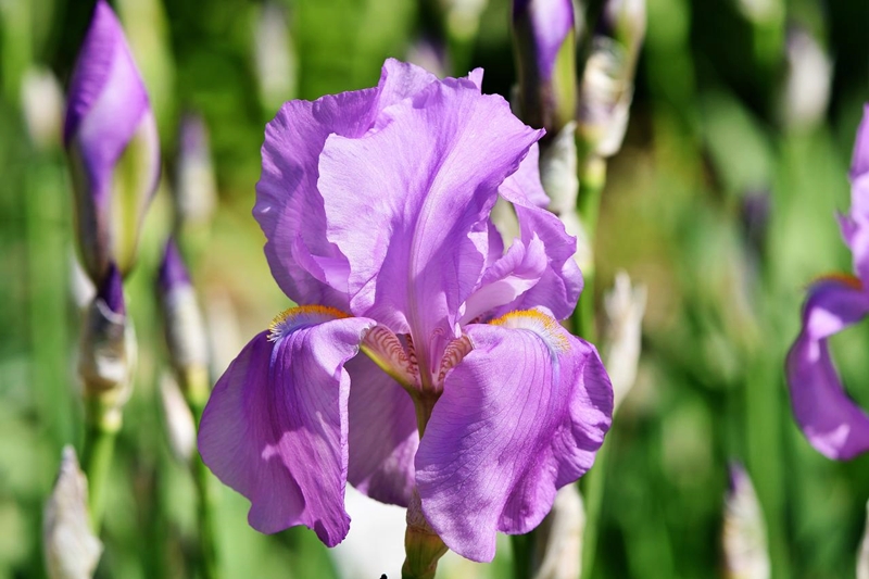schwertlilien mit anderen pflanzen kombinieren lila iris