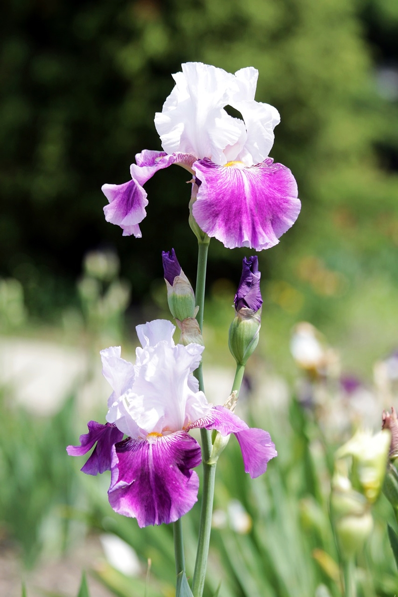 schwertlilien pflanzen pflegen iris in weiss und lila beste gartenpflanzen