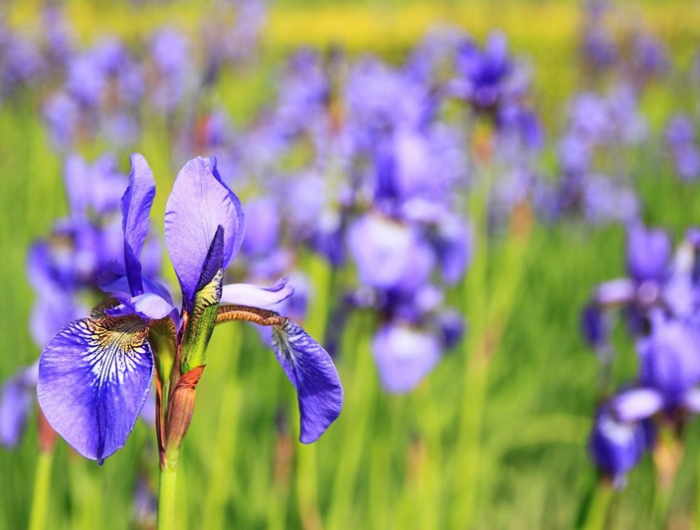 schwertlilien pflanzen pflegen lila blumen iris im garten zuechten