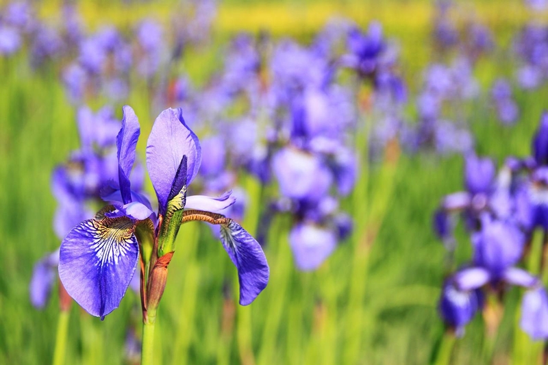 schwertlilien pflanzen pflegen lila blumen iris im garten zuechten