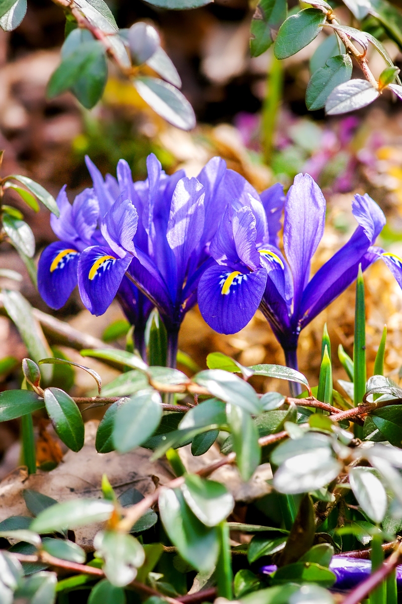 schwertlilien richtig pflanzen pflegen vermehren und schneiden blauer iris