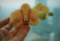 Wie kann man Orchideen selber vermehren?