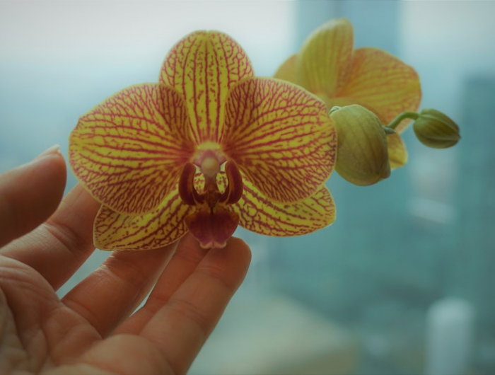 sehr einfacher trick um orchideen zu vermehren
