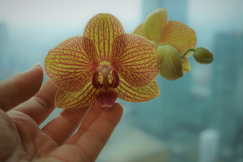 sehr einfacher trick um orchideen zu vermehren