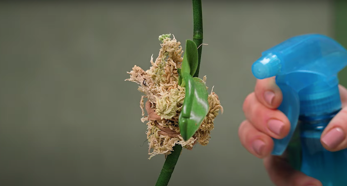 so geling es einfach und schnell orchideen zu vermehren