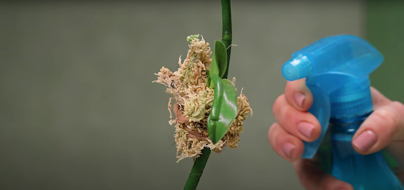so geling es einfach und schnell orchideen zu vermehren