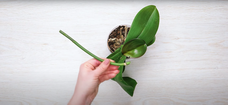 so koennen sie sehr einfach orchideen vermehren