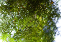 Wie Sie eine immergrüne Hecke mit Thuja machen können: Der Lebensbaum als Sichtschutz