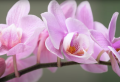 Wie kann man Orchideen selber vermehren?