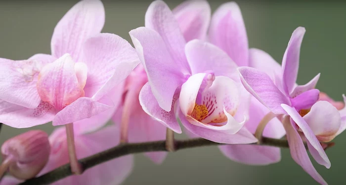 vermehren sie selber den orchideen zu hause