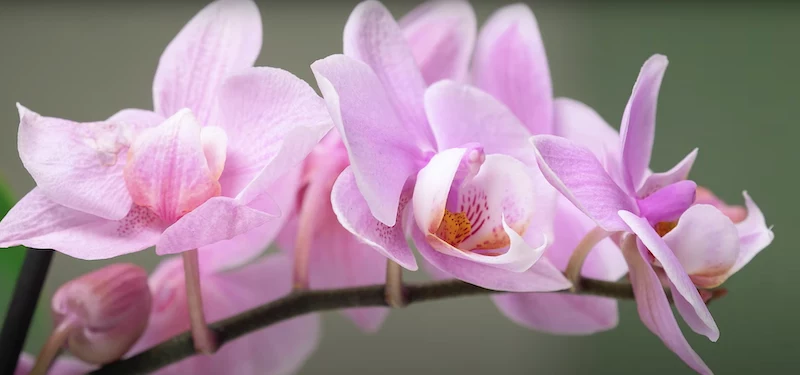 vermehren sie selber den orchideen zu hause