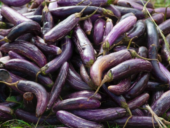 viele reife violetten auberginen nach der ernte
