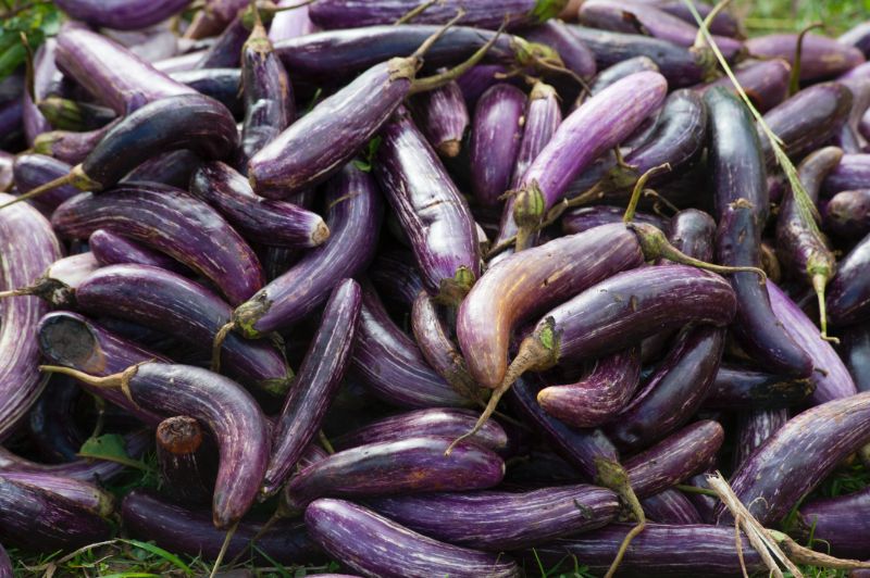 viele reife violetten auberginen nach der ernte