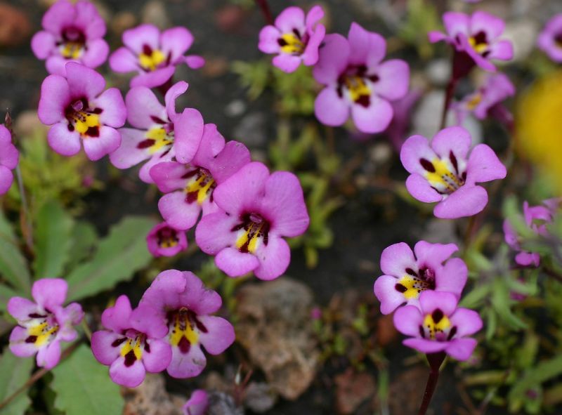 violette affenblume pflege und anzucht winterhart im blumentopf und garten