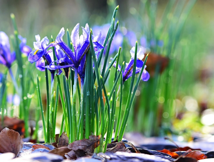 wann schwertlilien pflanzen lila iris pflegen gartenpflanzen
