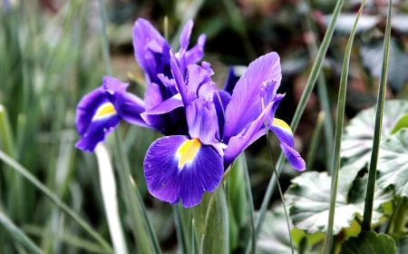 wann schwertlilien pflanzen tipps gartentipps von den profis