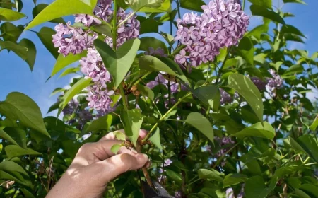 wann sollte man flieder schneiden erfahren sie hier