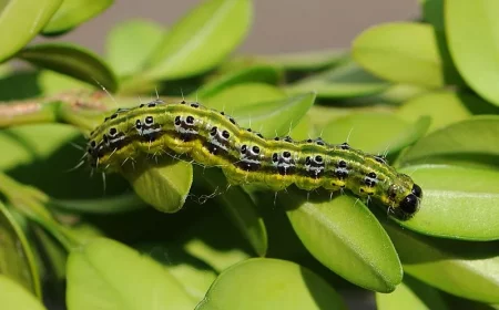 was hilft gegen die raupen buchsbaumzuensler bekaempfen