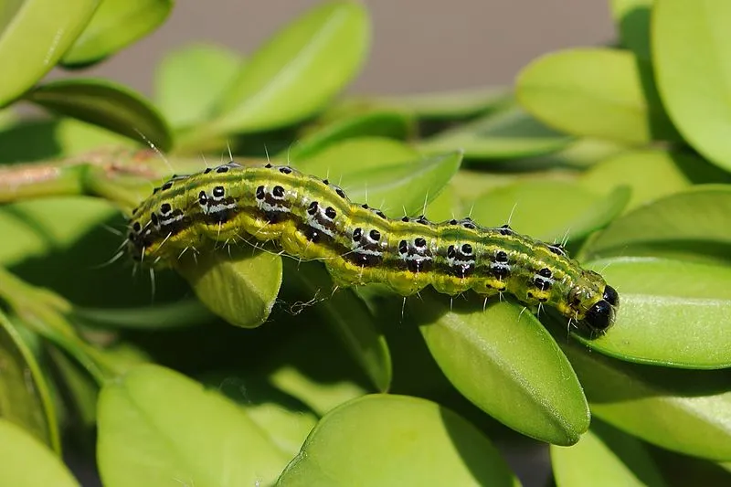 was hilft gegen die raupen buchsbaumzuensler bekaempfen