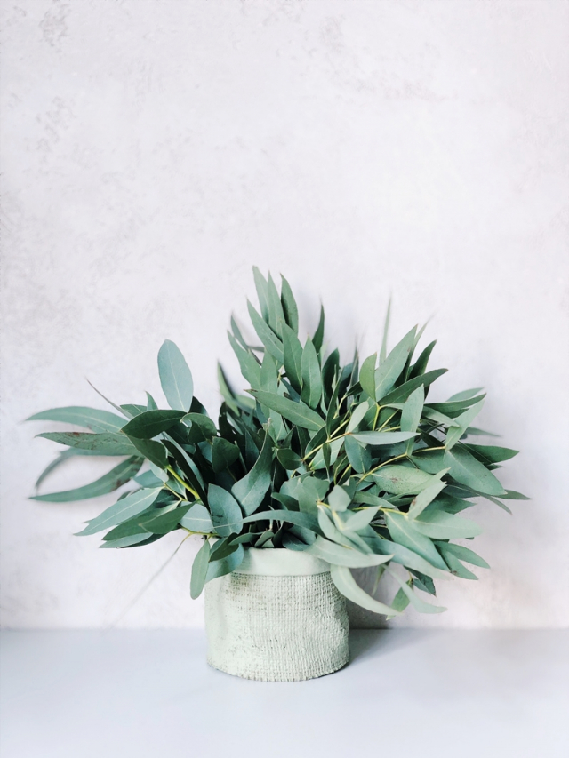 TOP 12 der besten Pflanzen gegen Mücken, die wunderbar duften