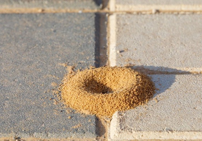 was hilft sofort gegen ameisen auf der terrasse ameisen unter der terrasse ameisennest sand zwischen platten