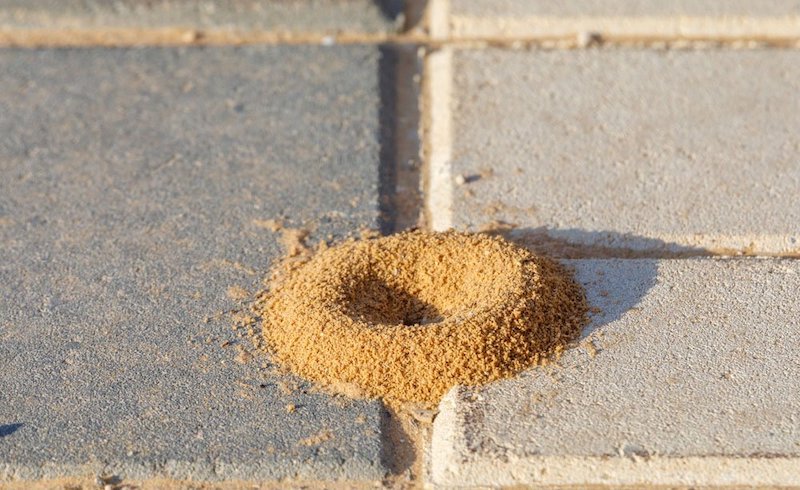 was hilft sofort gegen ameisen auf der terrasse ameisen unter der terrasse ameisennest sand zwischen platten