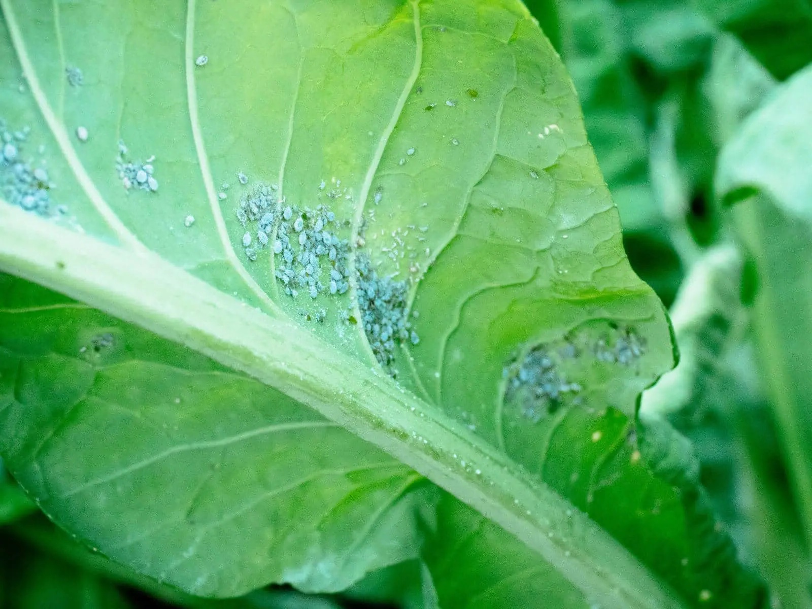 was hilft wirklich gegen blattlause im garten