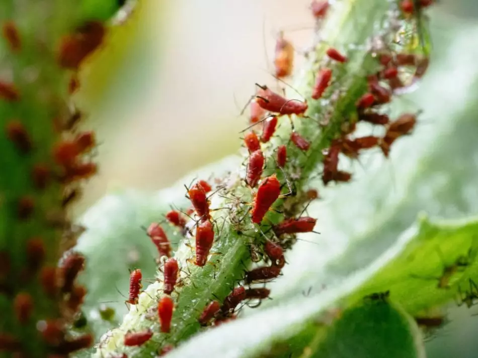 was hilft wirklich gegen die laeuse im garten