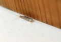 Hausmittel gegen Schädlinge im Haus: Wussten Sie, dass diese Produkte die Insekte vertreiben