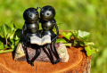 Ameisen bekämpfen auf der Terrasse: Sichere Wunderwaffe endgültig diese Insekten loszuwerden