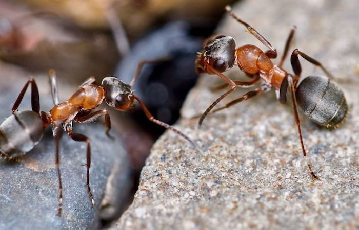 was tun gegen ameisen im garten ameisen bekaempfen terrasse zwei braun schwarze ameisen auf steinplatte