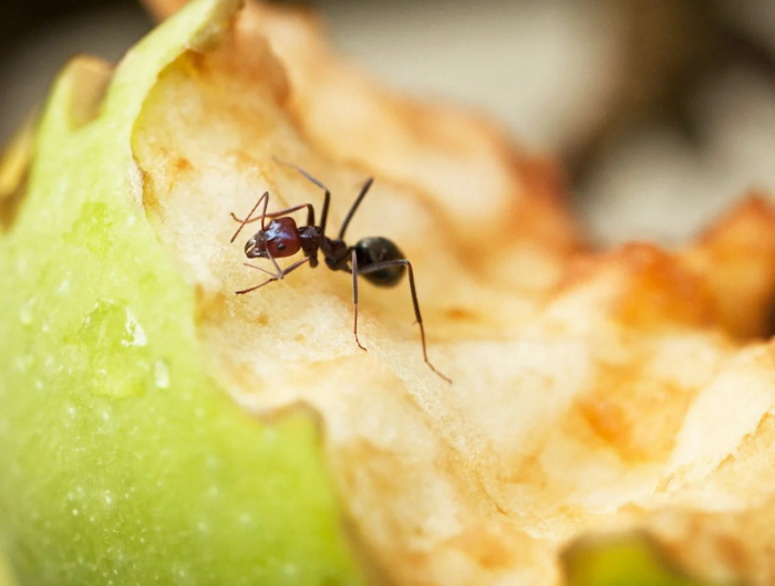 was tun gegen ameisen imhaus warum ameisen im garten bekaempfen ameise klettert auf gruenen apfel