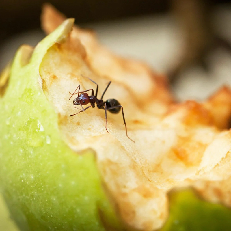 was tun gegen ameisen imhaus warum ameisen im garten bekaempfen ameise klettert auf gruenen apfel