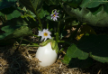 Vom Gemüsebeet in die Pfanne: Wie Sie Auberginen mit Erfolg pflanzen und pflegen