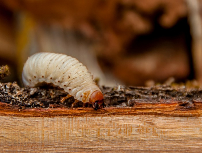worm on the wooden log