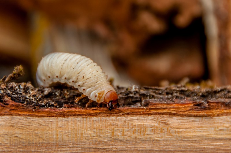 worm on the wooden log