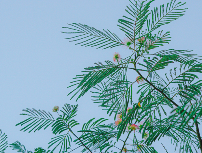 welche pflanzen reagieren auf reize mimosa arten