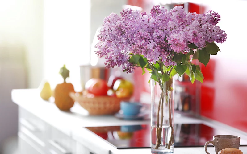 wie lange bluehen flieder in der vase