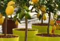 Zitronenbaum schneiden: Wie können Sie einen Zitronenbaum zu Hause beschneiden?