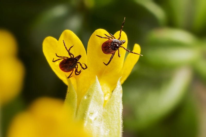 Was Hilft Gegen Zecken Im Garten Und Im Haus? Probieren Sie Diese ...