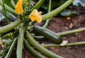 Die Ernte war nie so gut: Wie pflegen Sie optimal Zucchini im Garten?