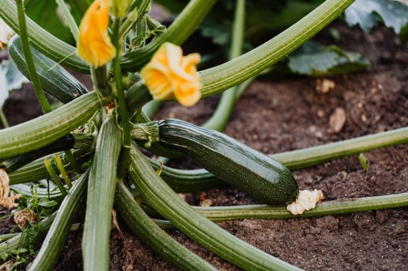 zucchini abstand zucchini bluete mit gemuesefruecht