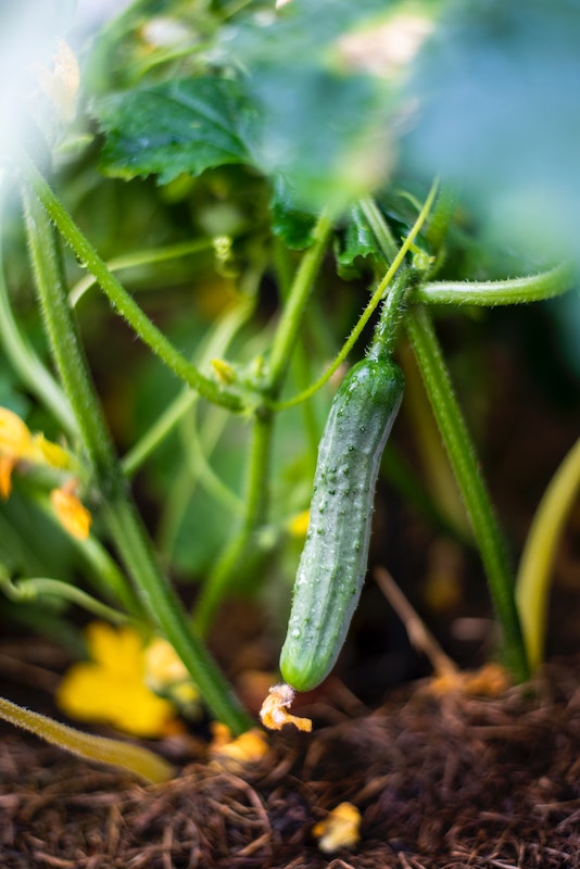 12 gurken im garten pflegen methoden gegen schaedlunge tipps